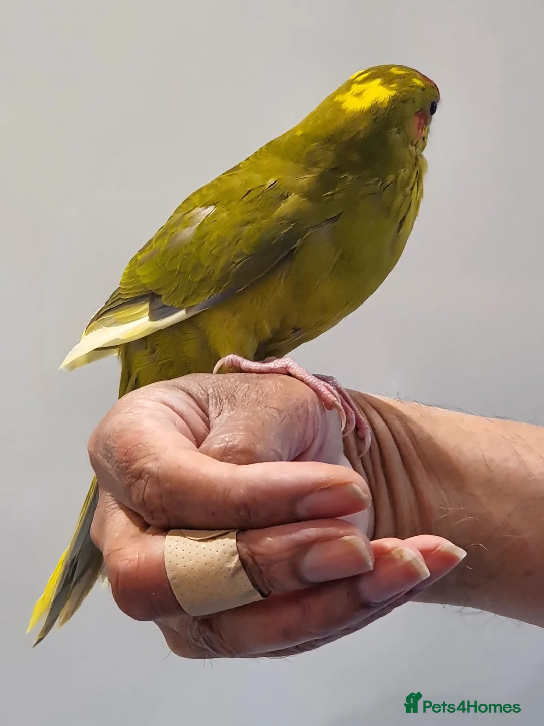Parakeets birds for sale: Handreared baby Kakariki for sale  - Advert 2