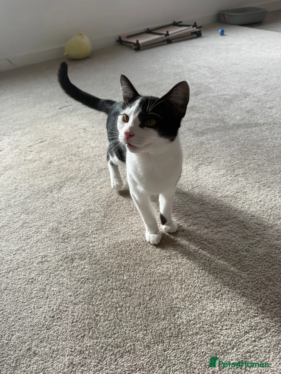 Mixed Breed cats for sale: 7 Month old Male Kitten  - Advert 1