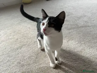 Mixed Breed cats 7 Month old Male Kitten - Advert 1