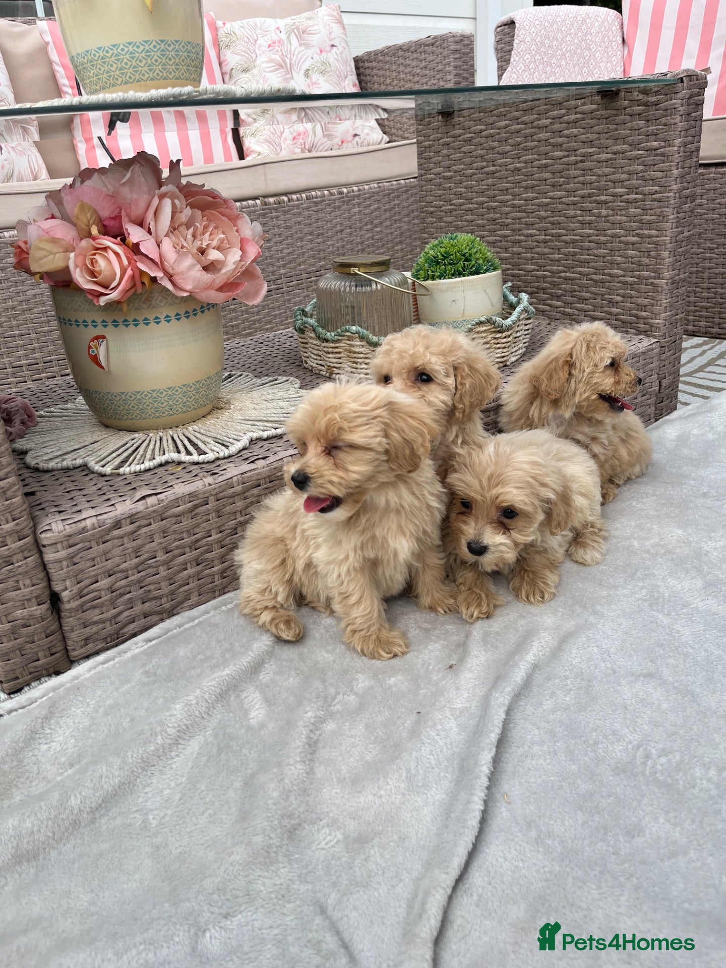 Maltipoo dogs Stunning apricot F1 Maltipoo puppies - Advert 1
