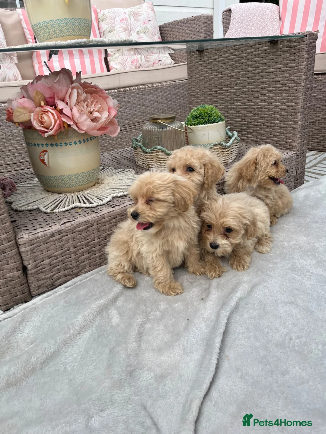 Maltipoo dogs for sale: Stunning apricot F1 Maltipoo puppies - Advert 1