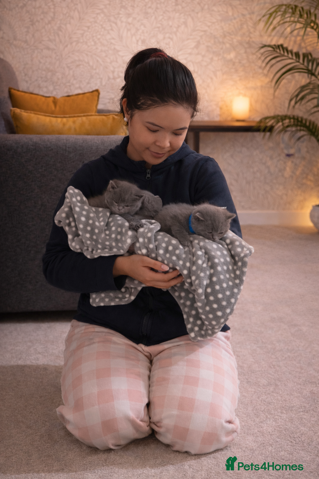 British Shorthair cats for sale: British Shorthair Kittens Looking for Loving Home - Advert 11