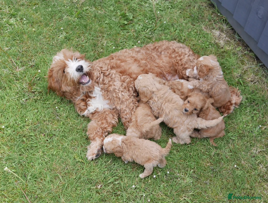 Cavapoo dogs for sale: Stunning Health Tested F1b Cavapoo Puppies - Advert 11
