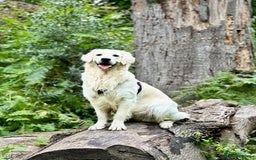 Golden Retriever dogs for stud: KC English Cream Golden Retriever Stud - Image 31
