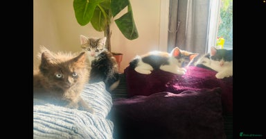 Mixed Breed cats - Advert 12