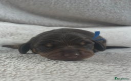 Miniature Dachshund dogs for sale: 3 gorgeous Chocolate and tan Girls  - Image 5