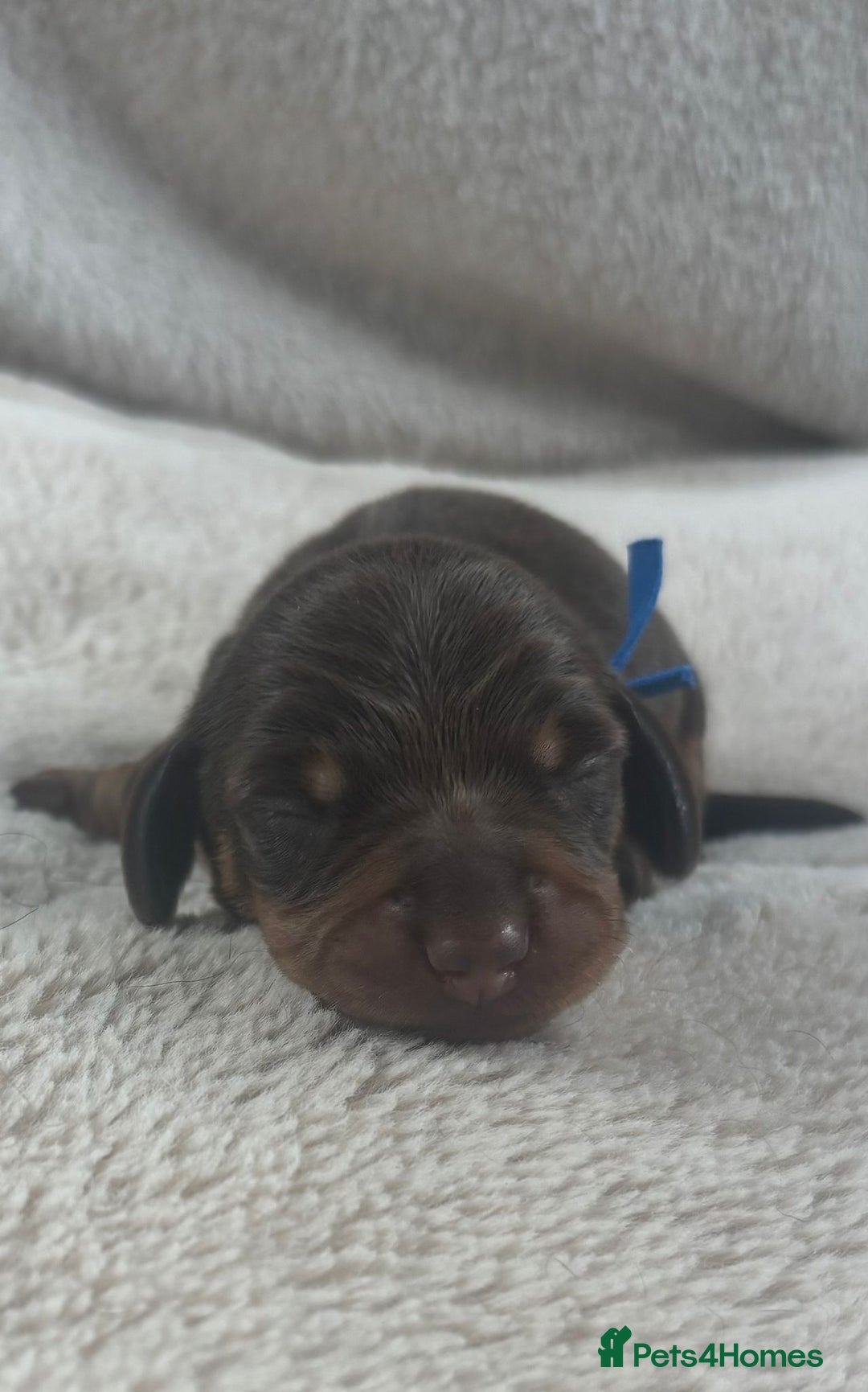 Miniature Dachshund dogs for sale: 3 gorgeous Chocolate and tan Girls  - Image 5