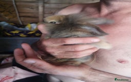 English rabbits for sale: Beutiful baby rabbits  - Image 8