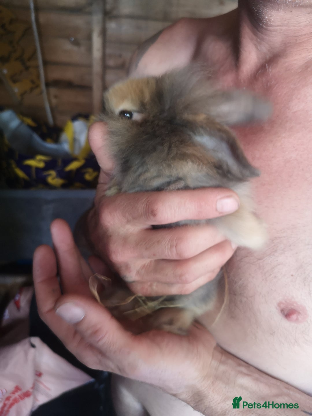 English rabbits for sale: Beutiful baby rabbits  - Image 8
