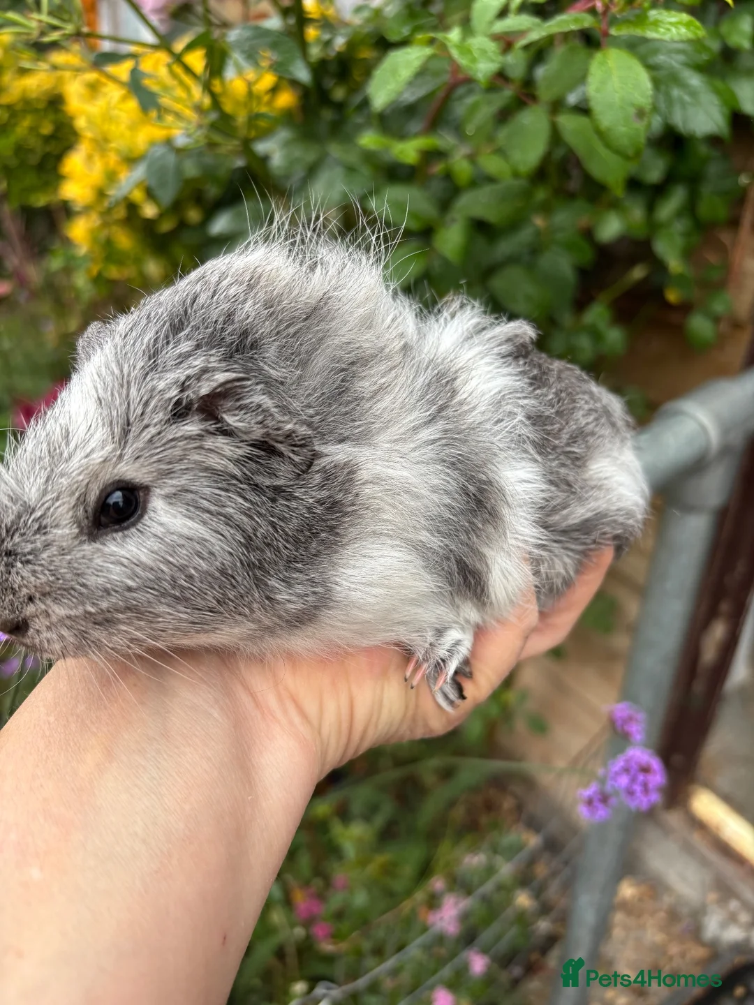 Guinea Pig rodents for sale: Gorgeous baby Guinea pigs - Advert 1