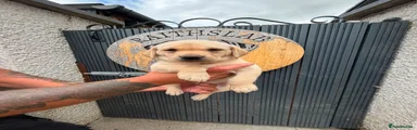 Labrador Retriever 1