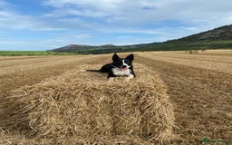Border Collie dogs for sale: Working Border Collie Puppies - Image 4