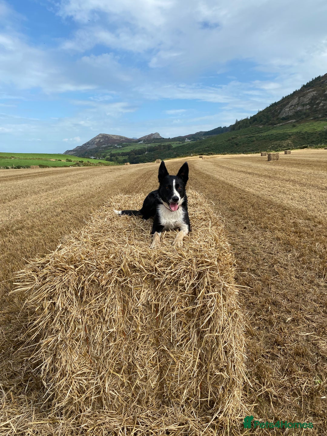 Border Collie dogs for sale: Working Border Collie Puppies - Image 4
