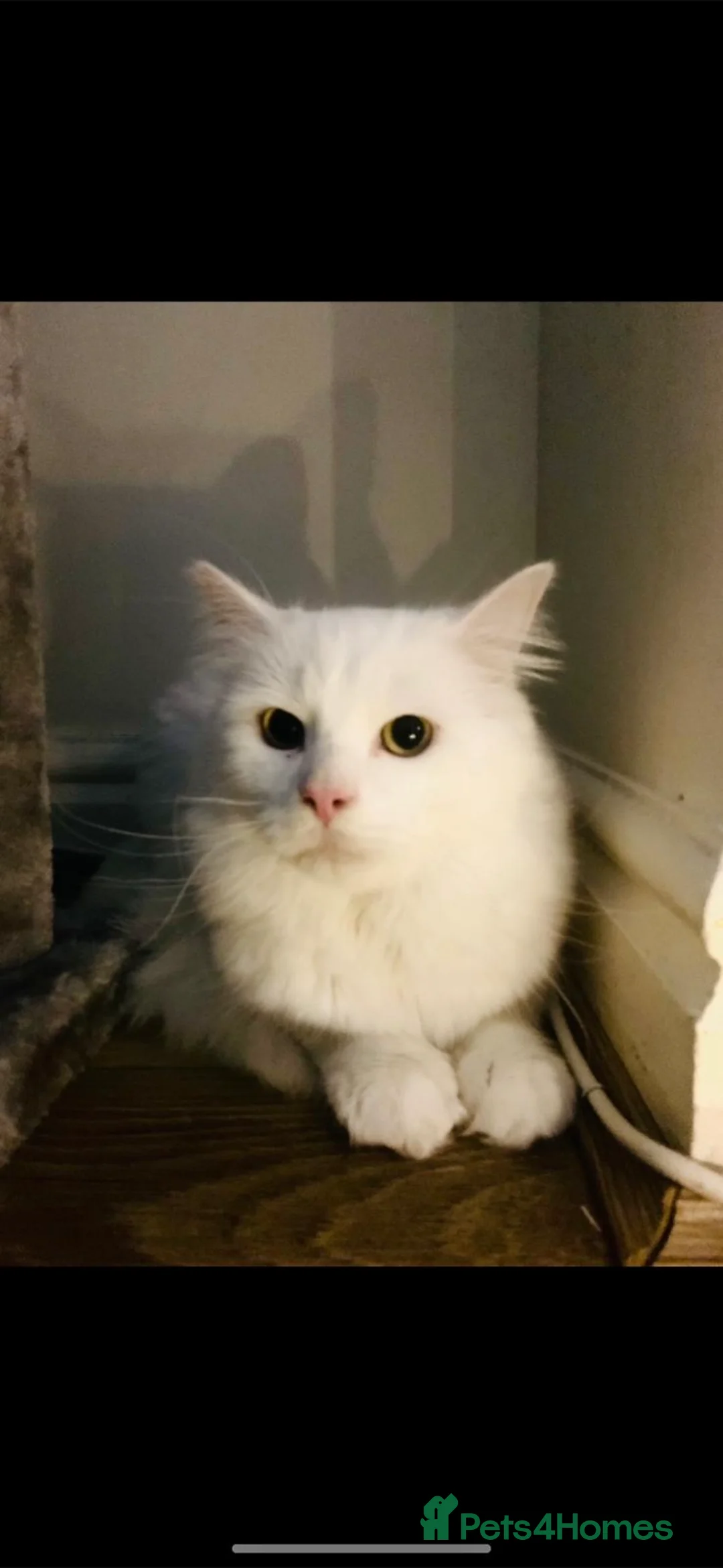 Turkish Angora cats for sale: Male purebred Turkish angora  - Advert 2
