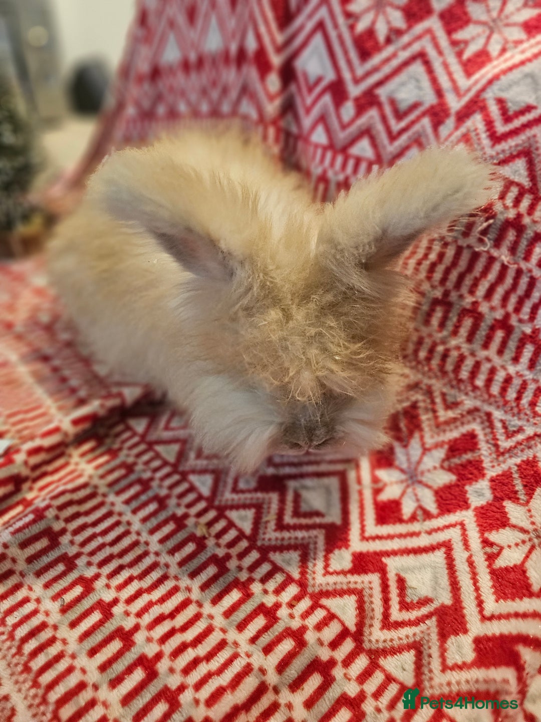 Angora rabbits for sale: Beautiful Angora Kits - Advert 9