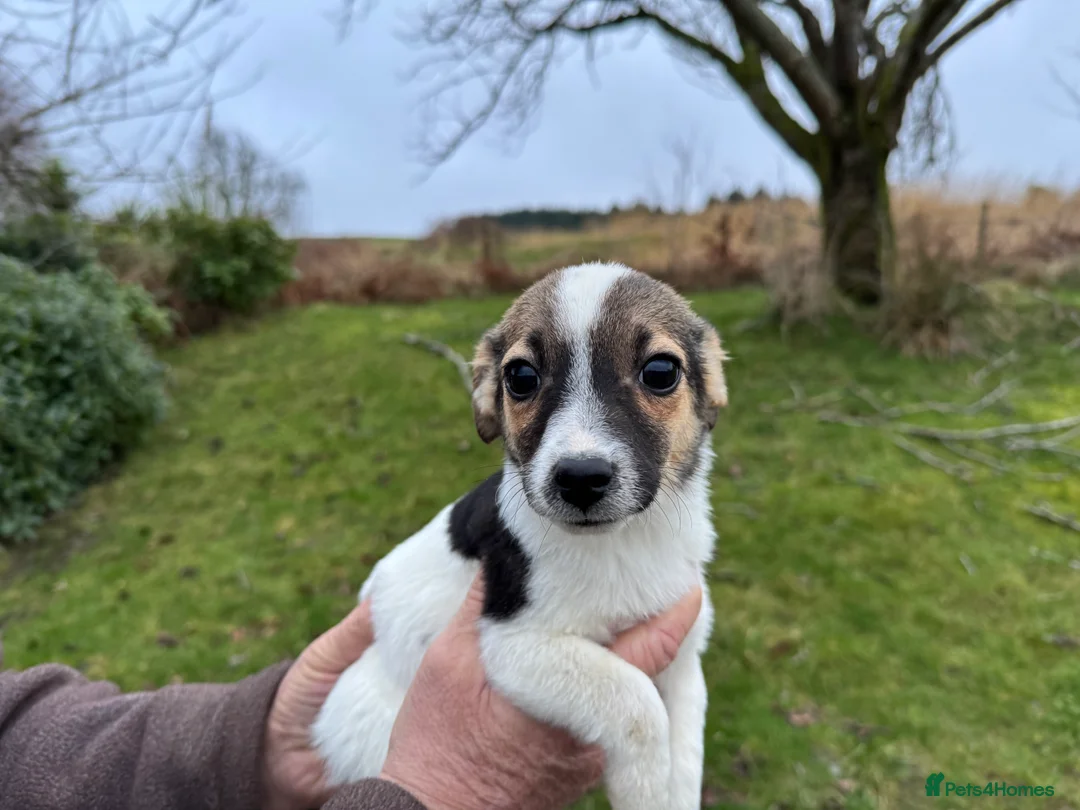 Mixed Breed dogs for sale: Chi Jack puppies - Advert 3