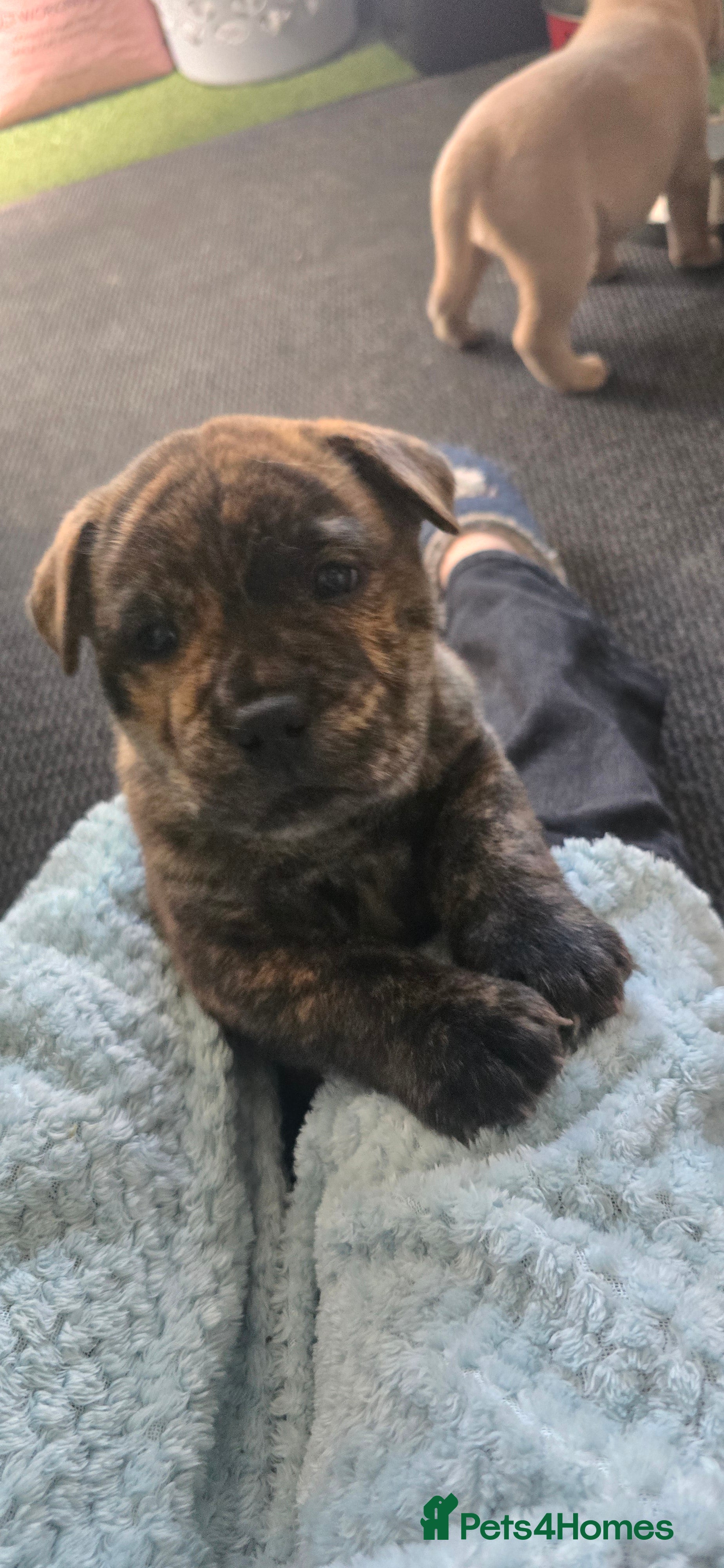 Mixed Breed dogs Chaffy babies - Advert 2