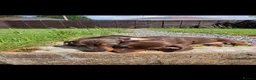 Miniature Dachshund dogs for sale: KC Miniature Dachshunds ready for forever homes - Advert 30