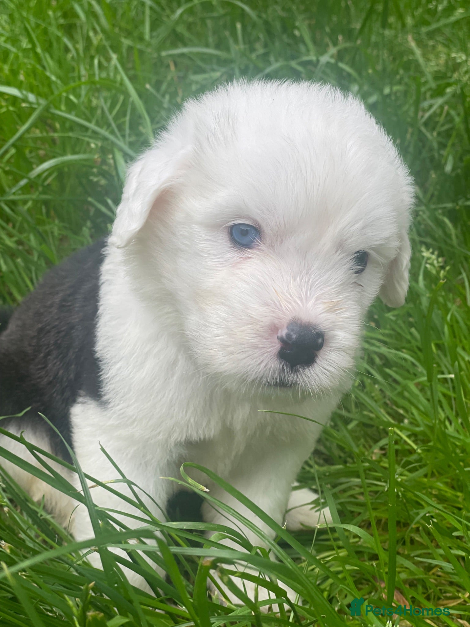 Old English Sheepdog dogs Old English x St Bernard  - Advert 1