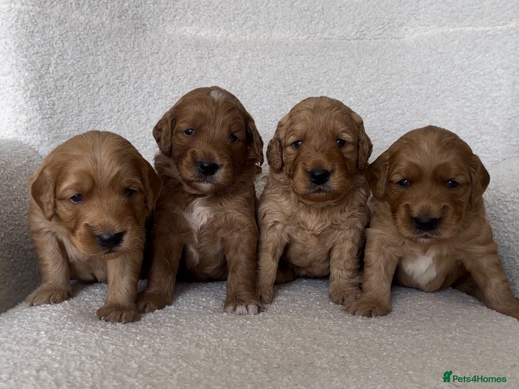 Mini Goldendoodle dogs One Beautiful F1 Golden Doodle Boy - Advert 1