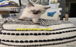 Ragdoll cats for sale: Beautiful ragdoll kittens - Image 26