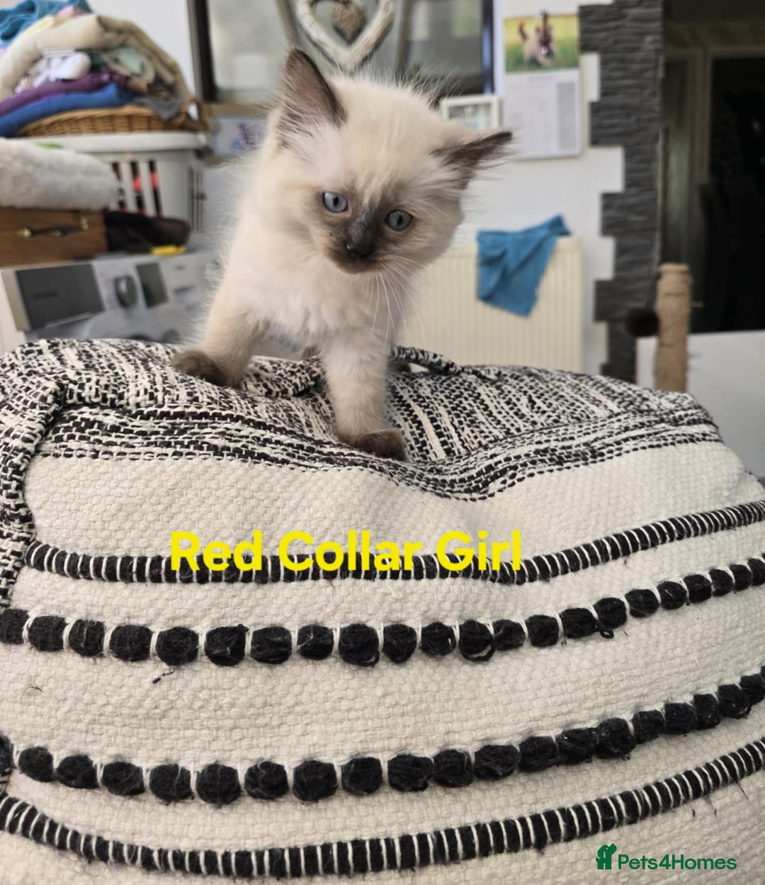 Ragdoll cats for sale: Beautiful ragdoll kittens - Image 26