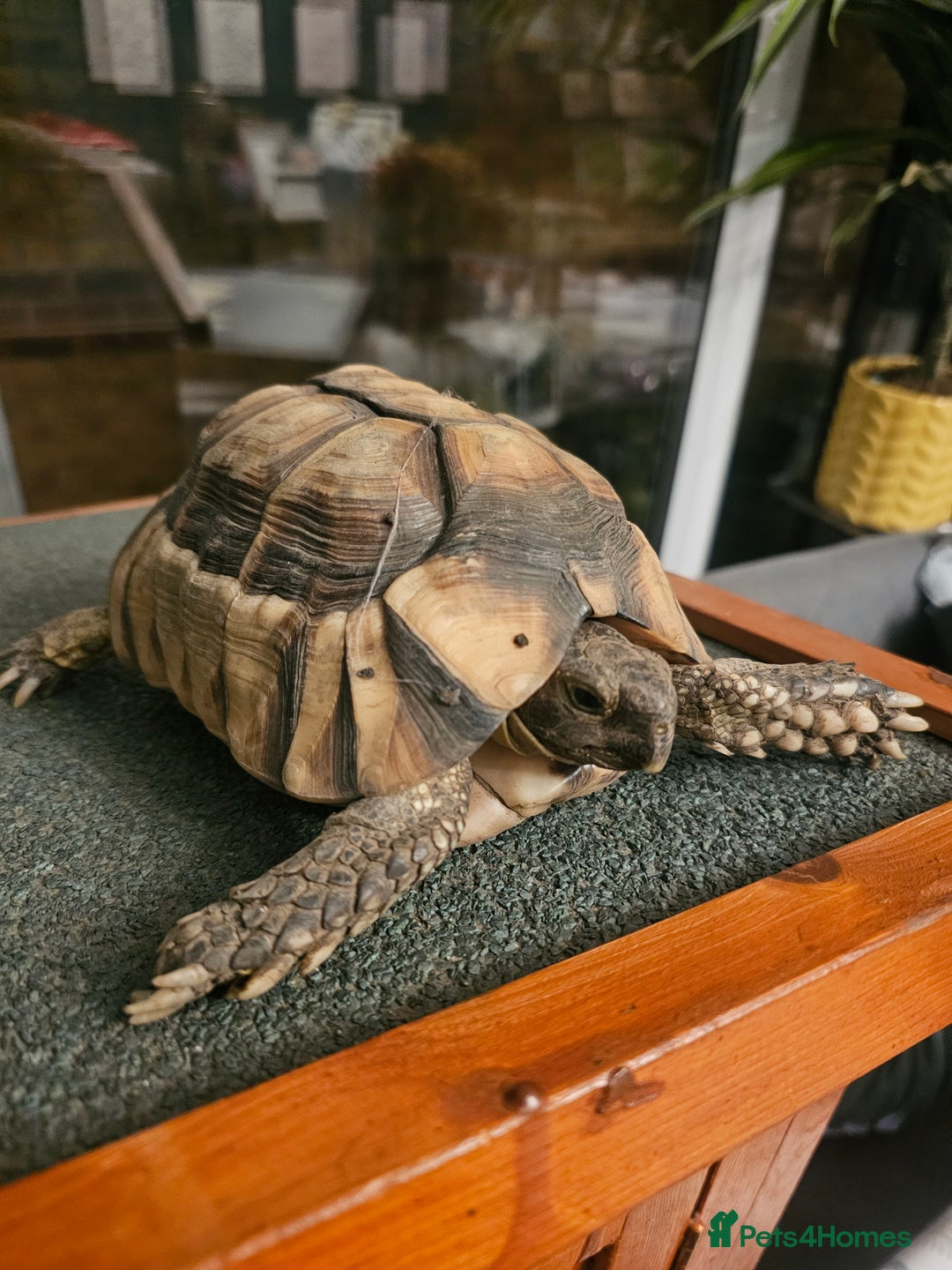 Tortoise reptiles for sale: Marginated Male Toroise- Sir Alan - Advert 3