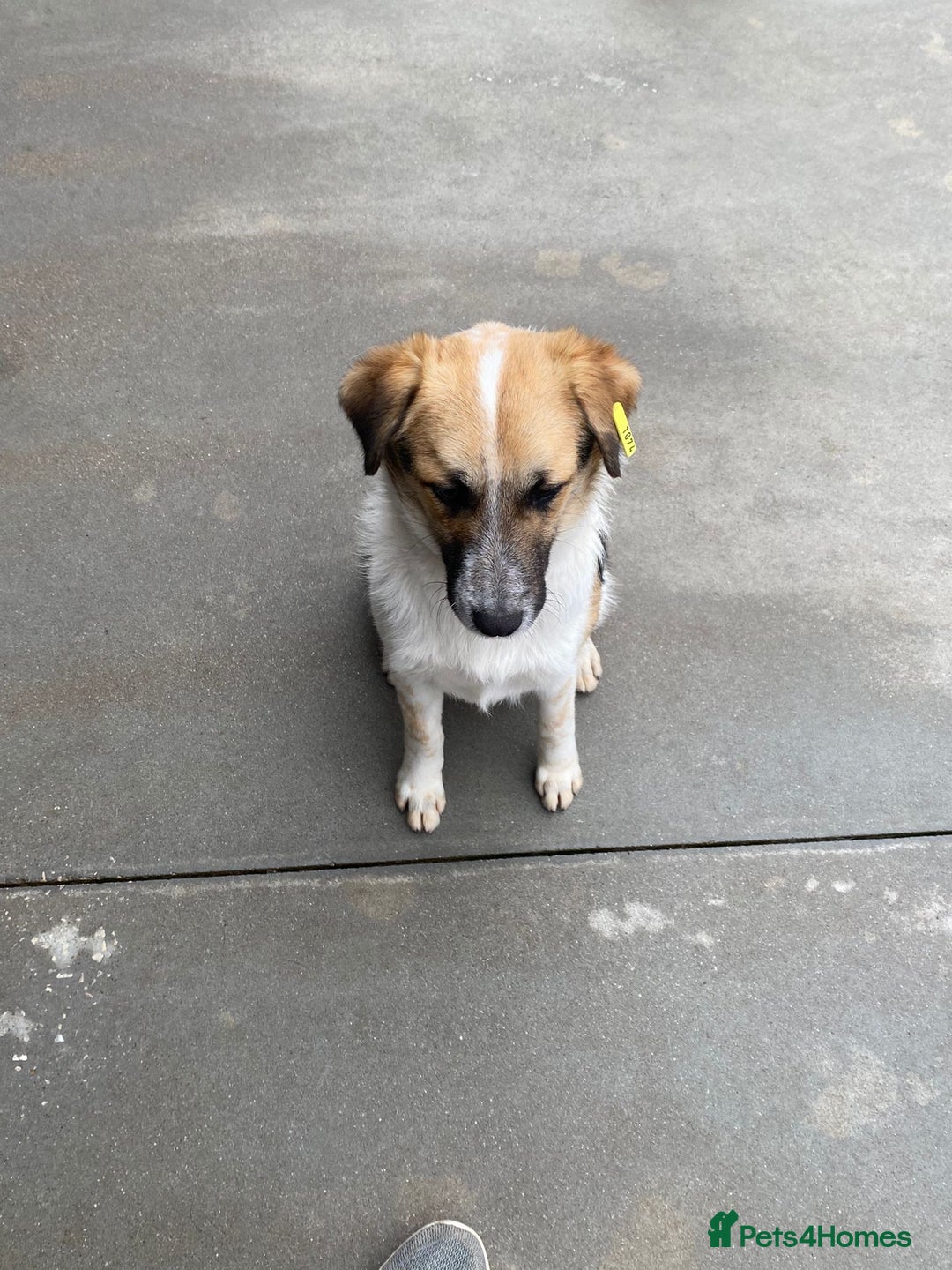 Mixed Breed dogs for adoption: Horace, 1 yr approx. Available for adoption. - Advert 2