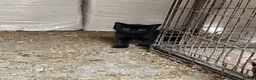 Mixed Breed cats for sale: 3 beautiful boy kittens for sale  - Advert 5
