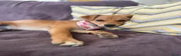 Mixed Breed dogs for adoption: Tranquil Trudie - Advert 5