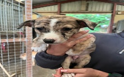 Lurcher dogs for sale: Lurcher Puppies For Sale - Image 6
