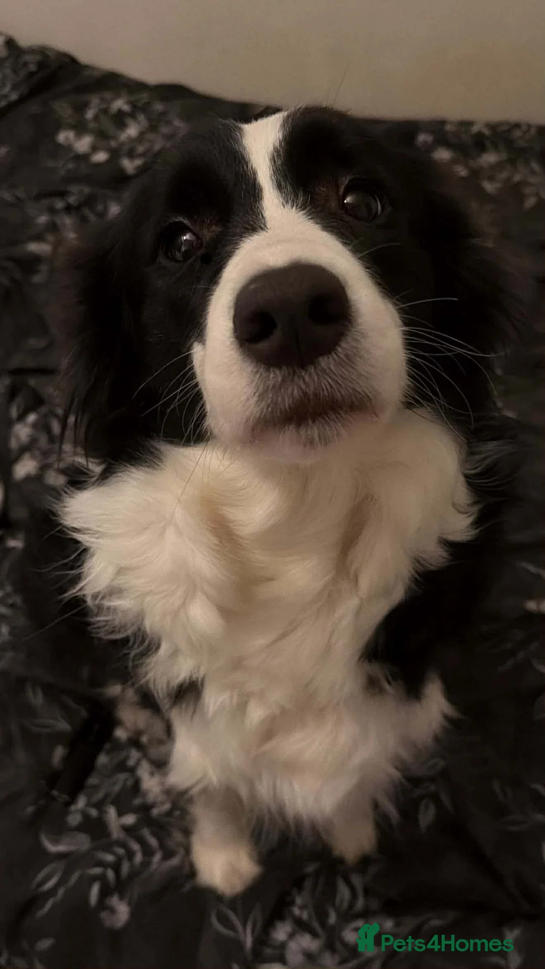 Border Collie dogs for sale: 2 gorgous Champon Line Blue Merle pups - Advert 2