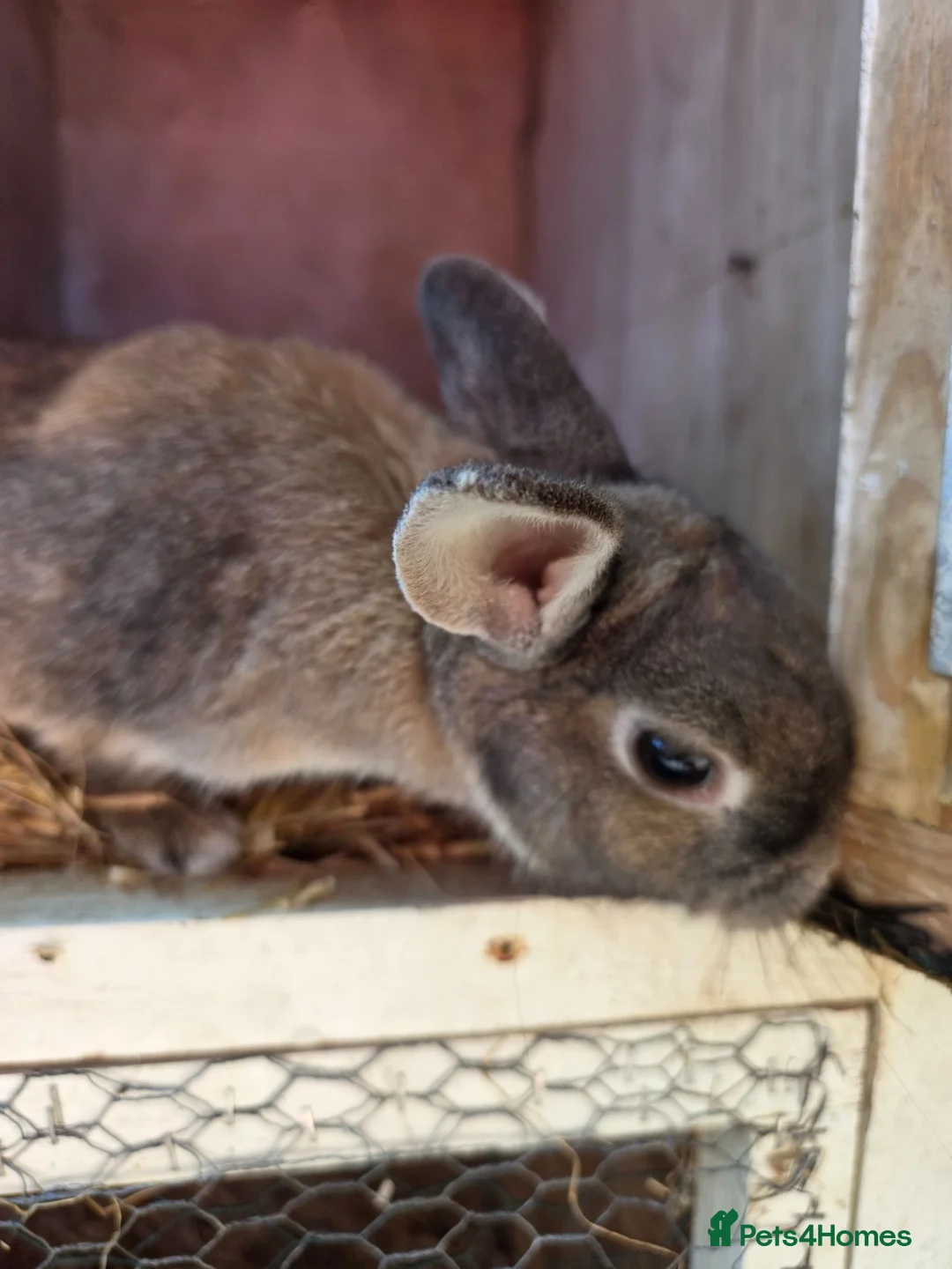 Mixed Breed rabbits for sale: Female rabbit looking for forever home  - Advert 2