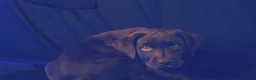 Labrador Retriever dogs for sale: Chocolate Labrador in Glasgow - Advert 27