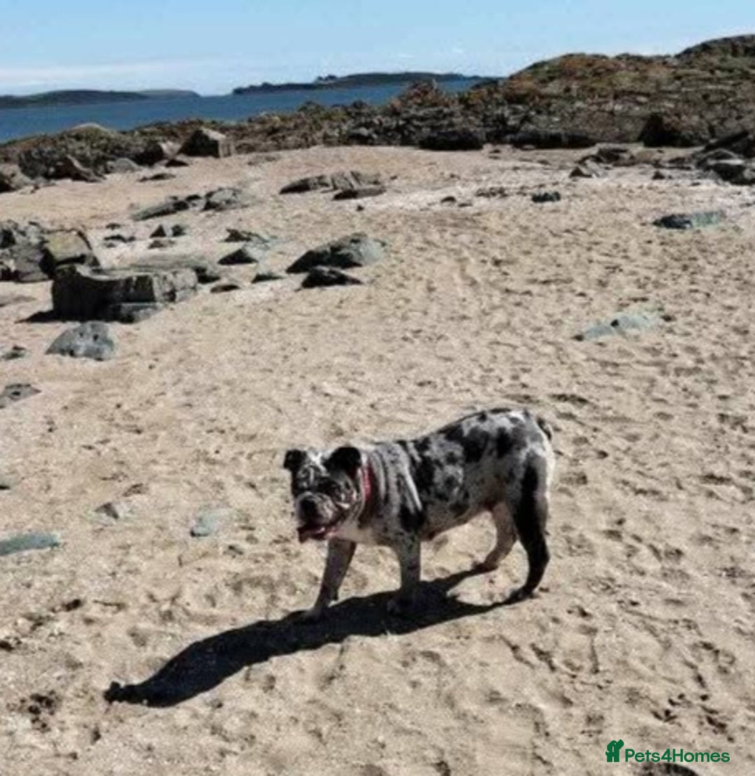 Mixed Breed dogs for sale: 🐾🐶Stunning New English Bulldog Puppies🐶🐾 - Advert 19