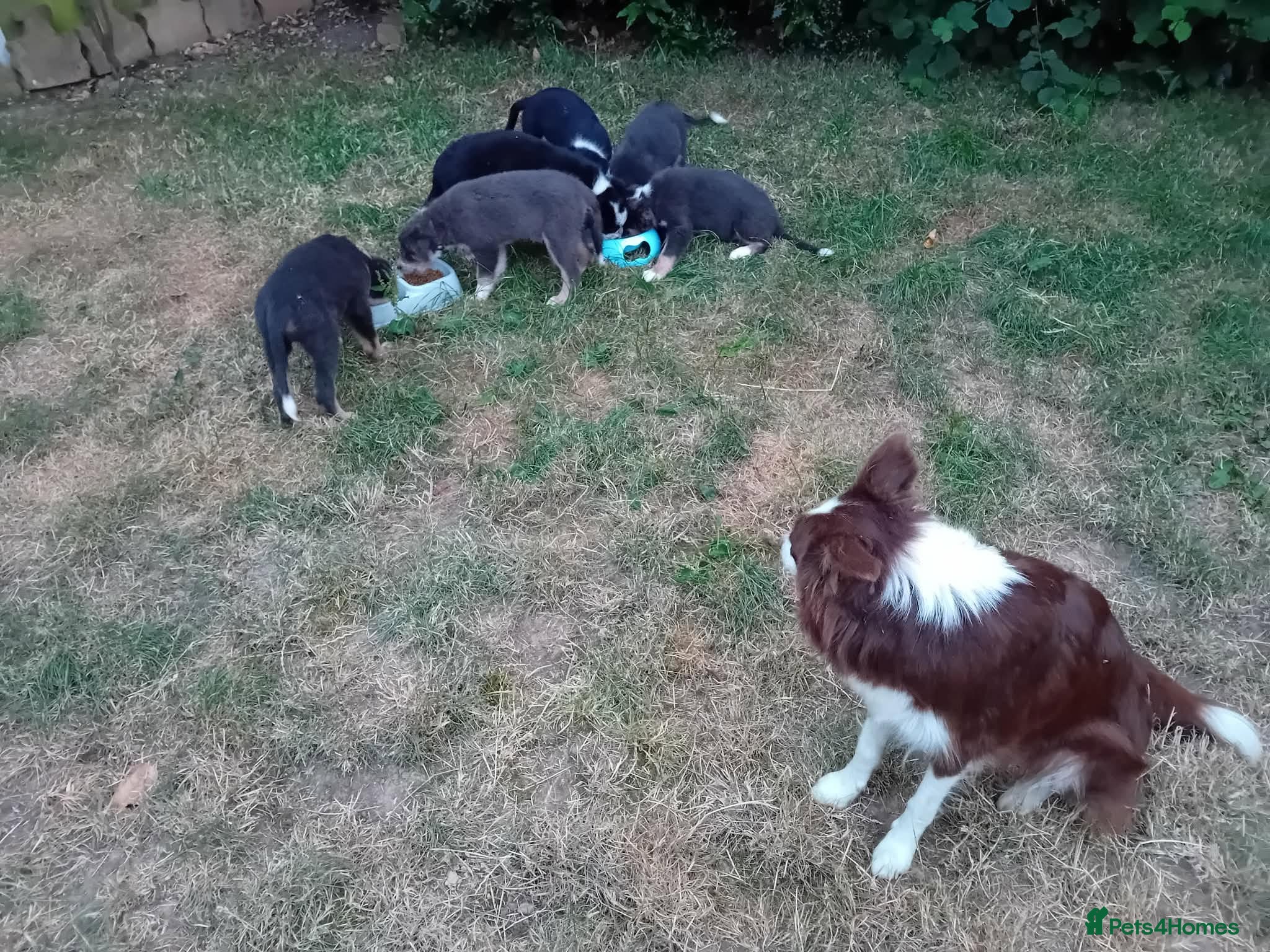 Border Collie dogs Bevy of Beautiful Border Collies - Advert 2