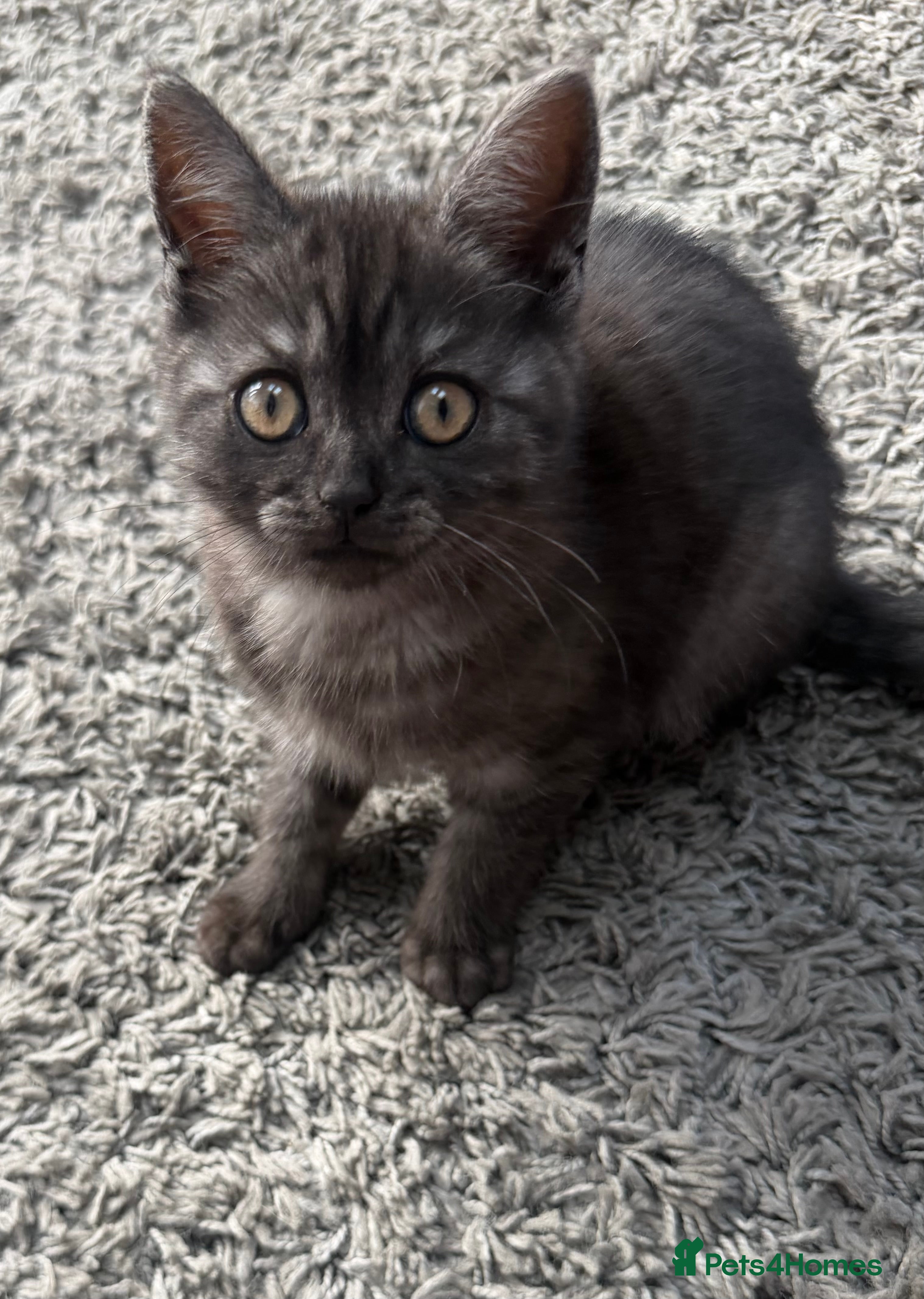 Scottish Fold cats REDUCED ❤️❤️Tabby cat😘Luxury Scottish❤️❤️❤️❤️❤️❤️ - Advert 2