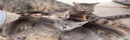 Domestic Shorthair cats for sale: 6 BEAUTIFUL KITTEN,(2 British Shorthairs) - Advert 29