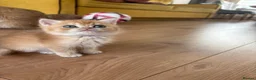 British Shorthair cats for sale: ⭐ ONLY ONE KITTEN LEFT! ⭐ - Advert 27