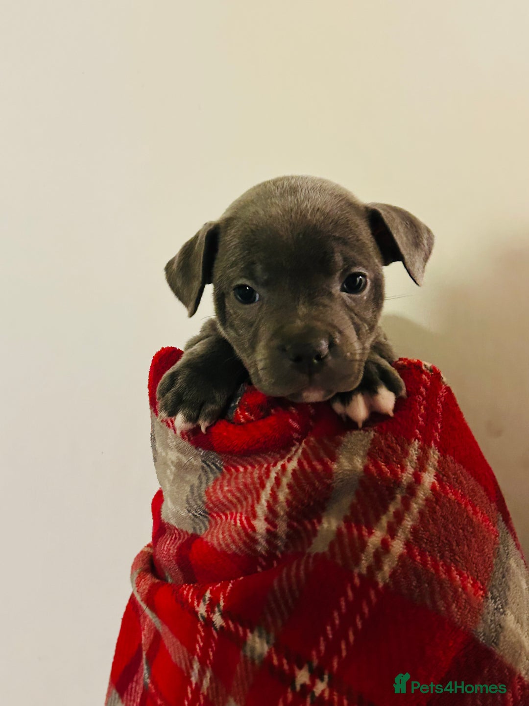 Staffordshire Bull Terrier dogs for sale: Beautiful litter of staff pups for sale  - Advert 2