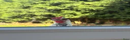 Mixed Breed poultry for sale: Gorgeous mixed breed Easter egger cockerel  in Liverpool - Advert 5