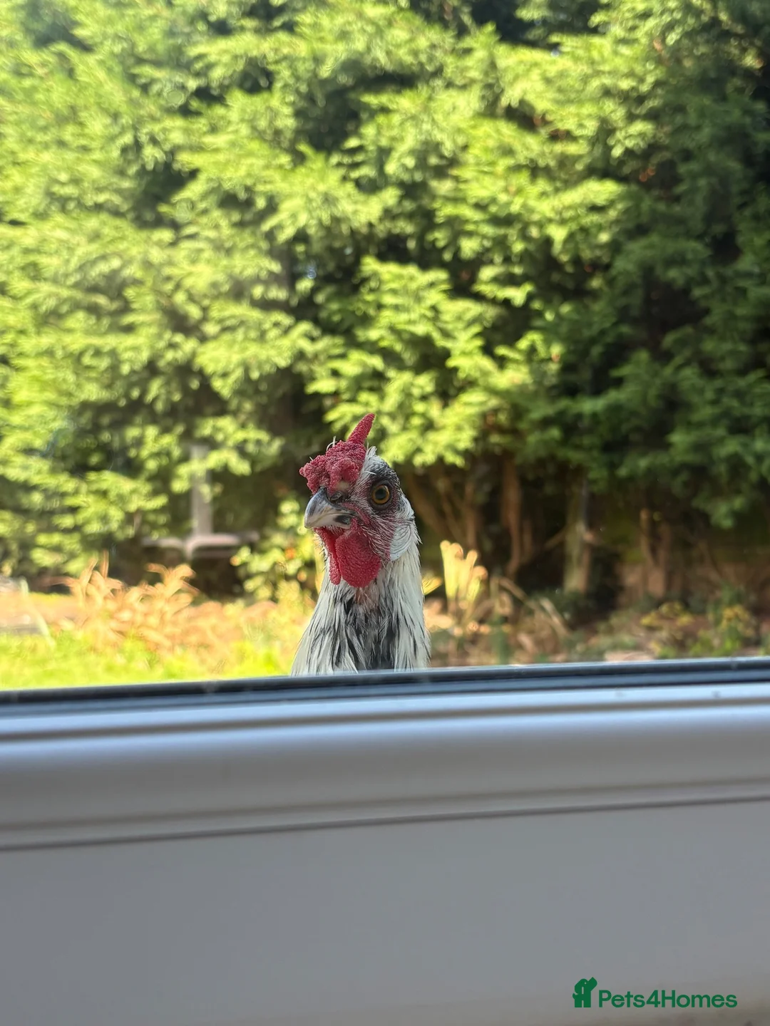 Mixed Breed poultry for sale: Gorgeous mixed breed Easter egger cockerel  in Liverpool - Advert 5
