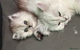 Persian cats for sale: Beautiful Grey Tortie Persian Kitten  - Image 8