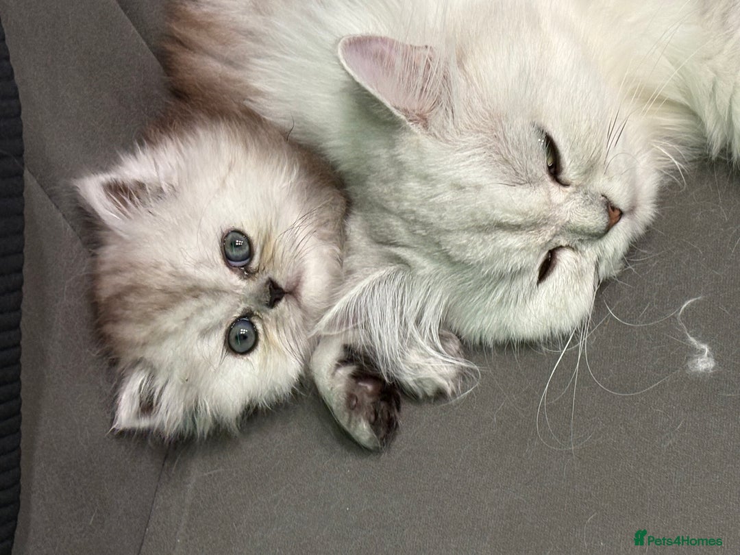 Persian cats for sale: Beautiful Grey Tortie Persian Kitten  - Image 8