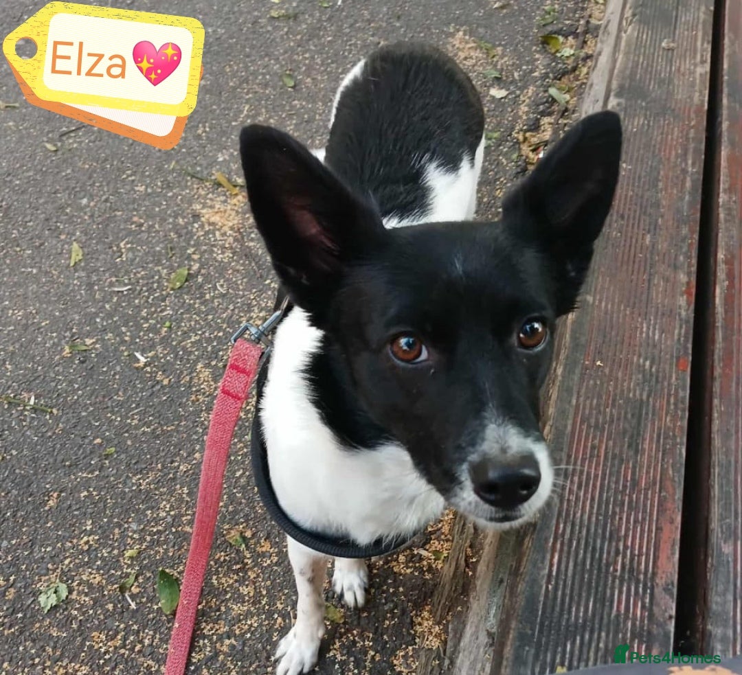 Mixed Breed dogs for adoption: 💖🐶 ELZA 🐶💖 - Image 1