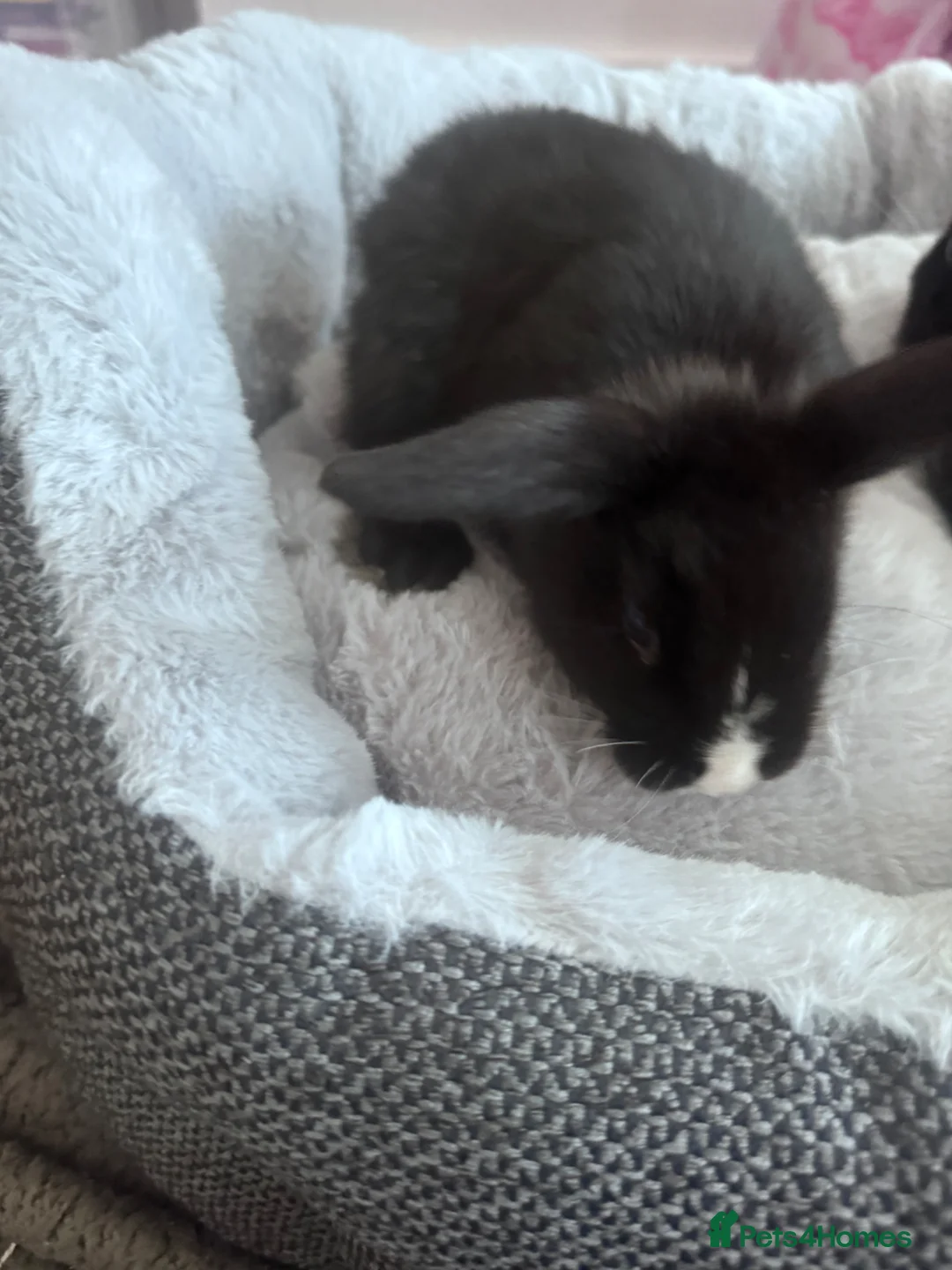 Mixed Breed rabbits for sale: Adorable Rex x Dutch x Lop buns Available 🐰 - Advert 2