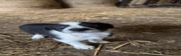 Border Collie dogs for sale: Collie pups for sale  - Advert 4