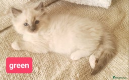 Ragdoll cats for sale: Pure ragdoll kittens READY NOW!! - Image 21