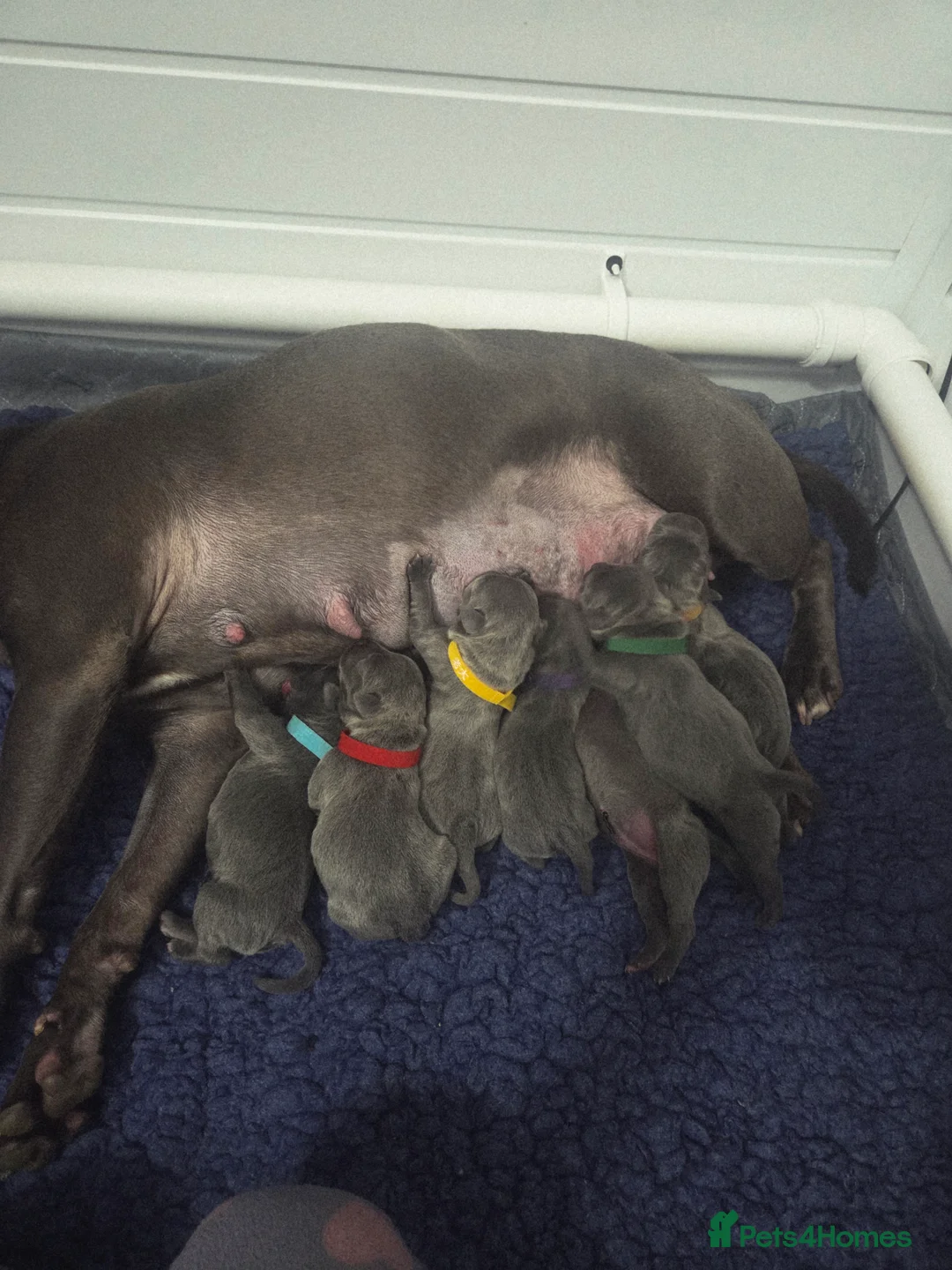 Staffordshire Bull Terrier dogs for sale: KC champ Staffies in Rotherham - Advert 1