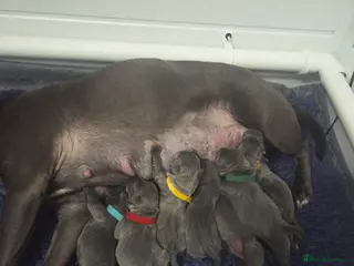 Staffordshire Bull Terrier dogs KC champ Staffies in Rotherham - Advert 12